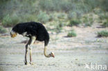 Ostrich (Struthio camelus)