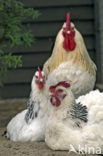 Sussex Fowl (Gallus gallus)