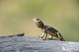 Tanzaniaanse agaam (Agama agama aculeata)