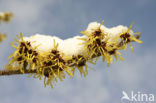 Chinese witchhazel (Hamamelis mollis)