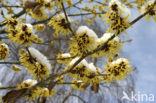 Chinese witchhazel (Hamamelis mollis)