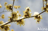 Chinese witchhazel (Hamamelis mollis)
