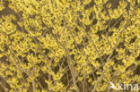 Chinese witchhazel (Hamamelis mollis)