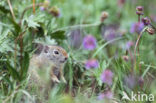 Uinta grondeekhoorn (Spermophilus armatus)