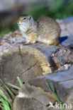 Uinta grondeekhoorn (Spermophilus armatus)