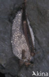 Vale vleermuis (Myotis myotis) 