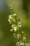 Valse salie (Teucrium scorodonia)