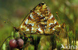 Veenbesparelmoervlinder (Boloria aquilonaris) 