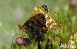Veenbesparelmoervlinder (Boloria aquilonaris) 