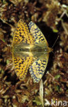 Veenbesparelmoervlinder (Boloria aquilonaris) 