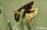 Veenbesparelmoervlinder (Boloria aquilonaris) 