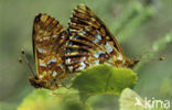 Veenbesparelmoervlinder (Boloria aquilonaris) 