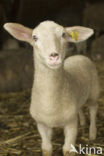 Veluws heideschaap (Ovis domesticus)