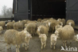 sheep (Ovis domesticus)