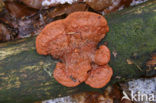 Vermiljoenhoutzwam (Pycnoporus cinnabarinus)