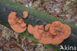 Cinnabar Bracket (Pycnoporus cinnabarinus)