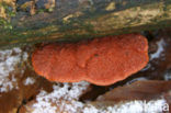 Cinnabar Bracket (Pycnoporus cinnabarinus)