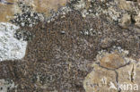 Opegrapha rufescens