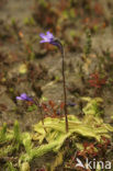 Common Butterwort (Pinguicula vulgaris)