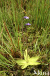 Common Butterwort (Pinguicula vulgaris)