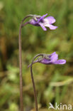 Common Butterwort (Pinguicula vulgaris)