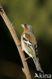 Chaffinch (Fringilla coelebs)