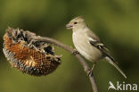 Chaffinch (Fringilla coelebs)