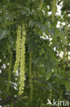Vleugelnoot (Pterocarya fraxinifolia)