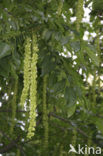 Caucasian Wingnut (Pterocarya fraxinifolia)