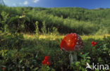 Vliegenzwam (Amanita muscaria)