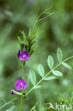 Vogelwikke (Vicia cracca)