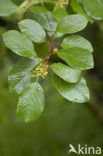 Alder Buckthorn (Rhamnus frangula)