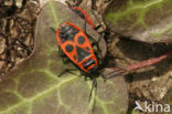 Vuurwants (Pyrrhocoris apterus)