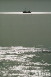 Waddenzee