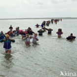 Waddenzee