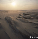 Waddensea