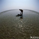 Waddensea