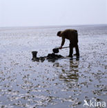 Waddensea
