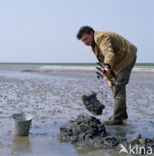 Waddensea