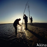 Waddensea