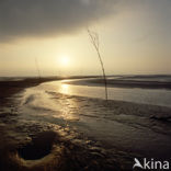 Waddensea