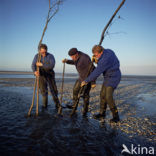 Waddenzee