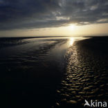 Waddensea