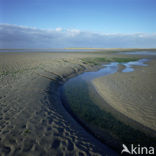 Waddensea