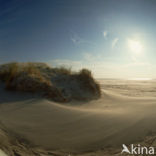 Waddensea