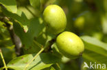 Walnoot (Juglans)