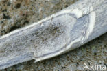 Wapiti (Cervus canadensis)