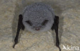 Watervleermuis (Myotis daubentonii)