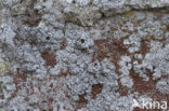 Opegrapha areniseda