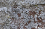Opegrapha areniseda